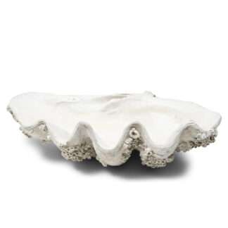 Deko-Schale Muschel weiß beige groß XL Muschelschale Deko Schale Muschel Sommerdekoration Landhaus Strand Meer Meerestiere Syltstil Riviera Maison